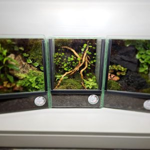 Habitat – Bioterrario Tropicale 15x15x20