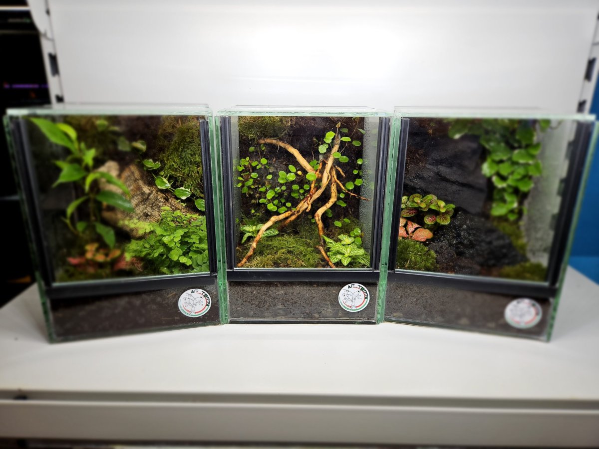 Habitat – Bioterrario Tropicale 15x15x20