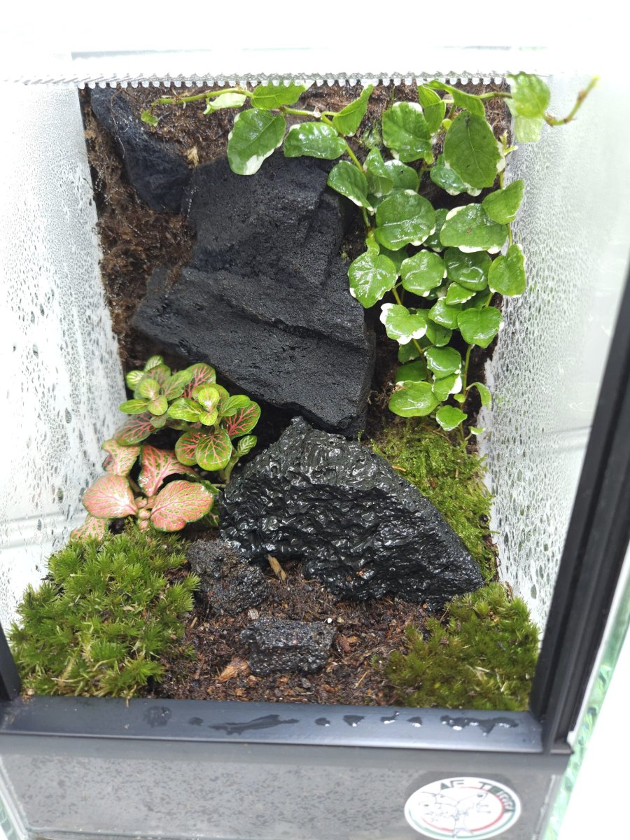 Habitat – Bioterrario Tropicale 15x15x20 - immagine 3