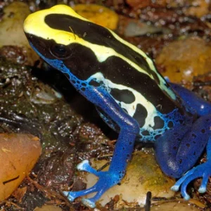 Dendrobates tinctorius var.Patricia Intense