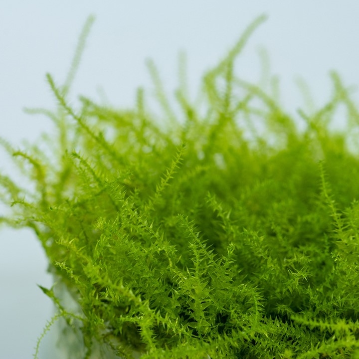 Leptodictyum riparium “Stringy Moss” in cup/vitro - immagine 3