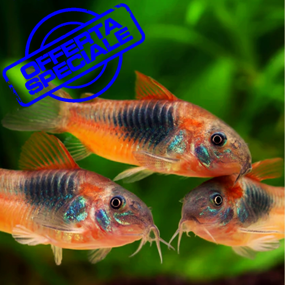 3x Corydoras Orange Venezuela - immagine 2