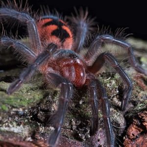 PAMPHOBETEUS sp. magnanegra