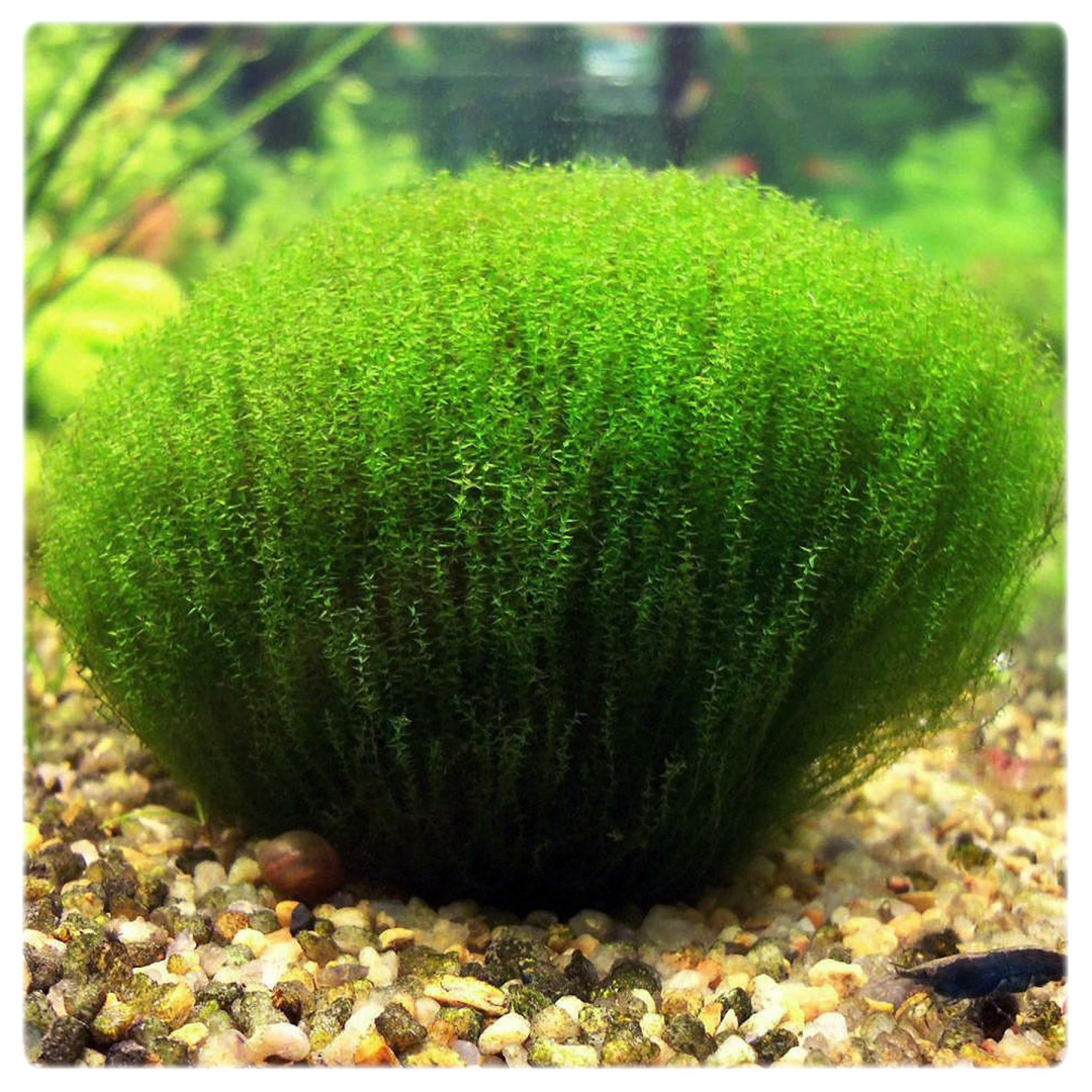 Leptodictyum riparium “Stringy Moss” in cup/vitro - immagine 4