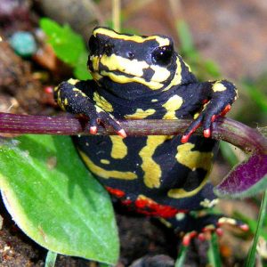 Melanophryniscus stelzneri Rospo ape