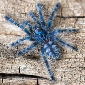 Caribena versicolor SLING