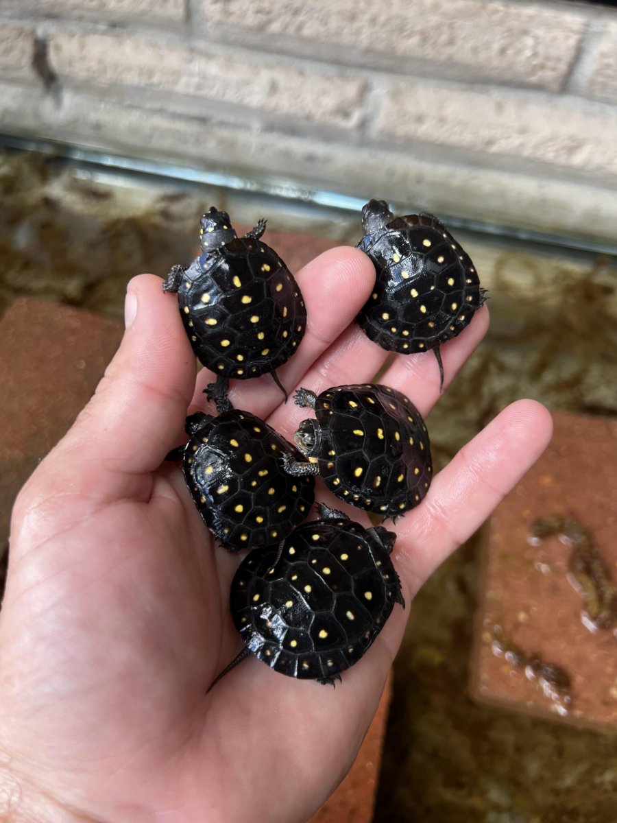 Clemmys guttata - immagine 3