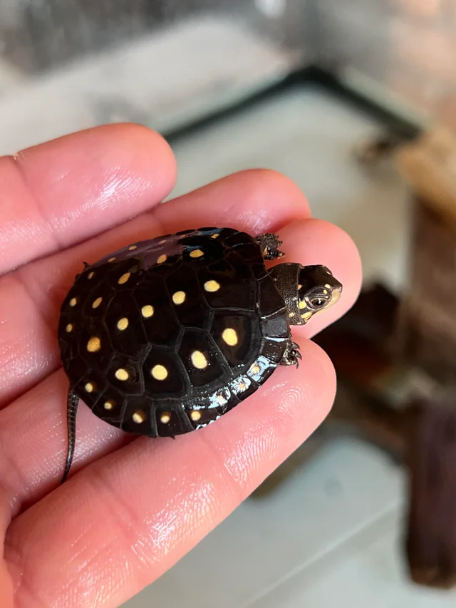 Clemmys guttata - immagine 2