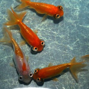 Celestial GoldFish Celestiali