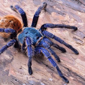 Chromatopelma cyaneopubescens maschio in habitat