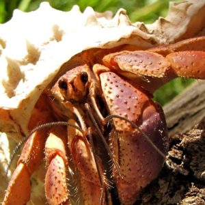 Coenobita clypeatus Paguro terricolo