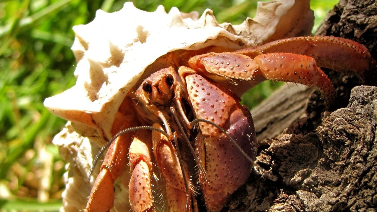 Coenobita clypeatus Paguro terricolo - immagine 2