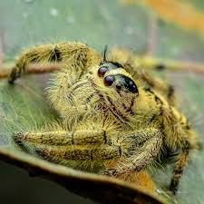 HYLLUS DIARDI con habitat e arredamento