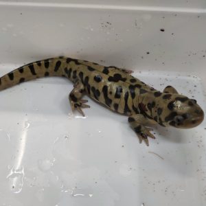 Ambystoma tigrinum var. Diabolo