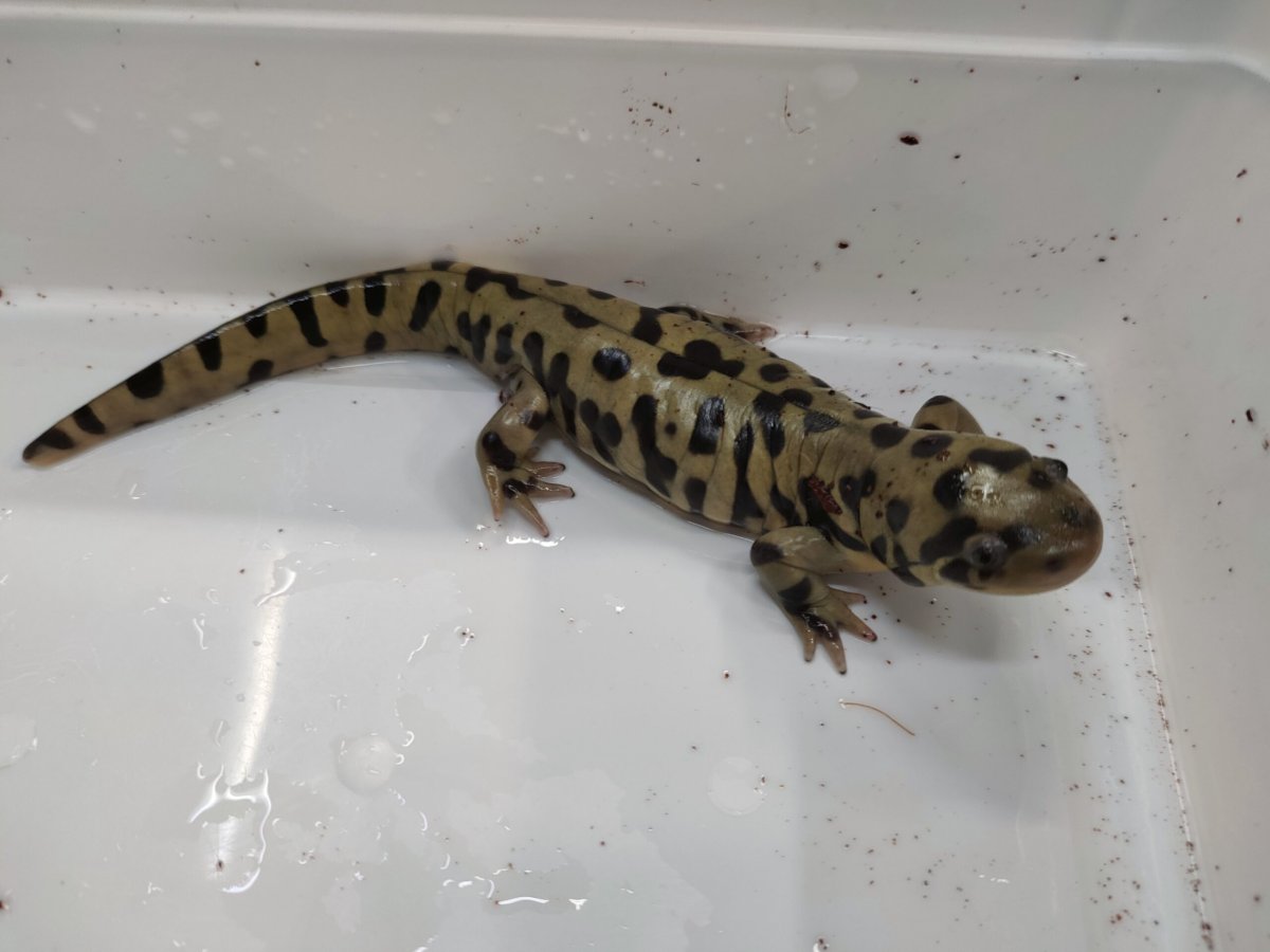 Ambystoma tigrinum var. Diabolo - immagine 2