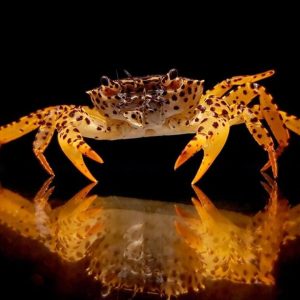 Parathelphusa pantherina