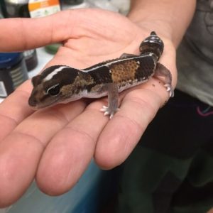 HEMITHECONYX CAUDICINCTUS – geko coda grassa