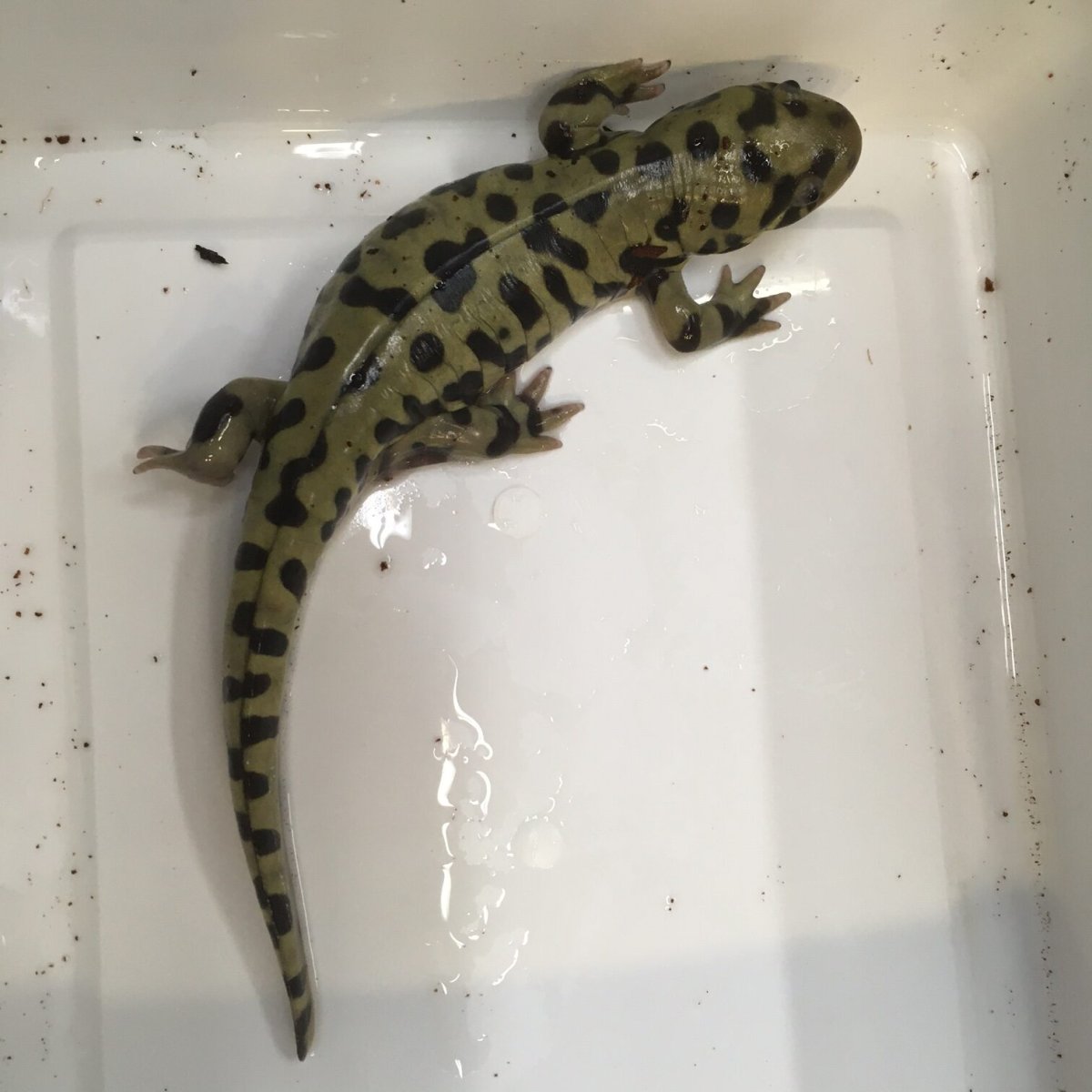 Ambystoma tigrinum var. Diabolo - immagine 3