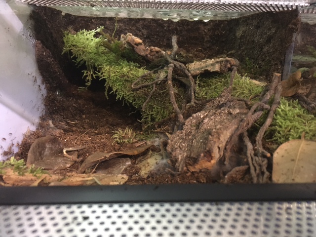 NHANDU CHROMATUS maschio con habitat arredato - immagine 3