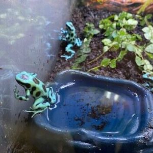 Dendrobates auratus Green Special Color & Size