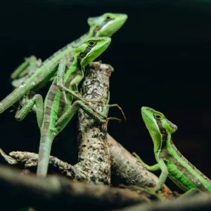 Laemanctus julioi Mini Iguana