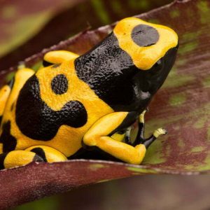 DENDROBATES LEUCOMELAS var. Guyana