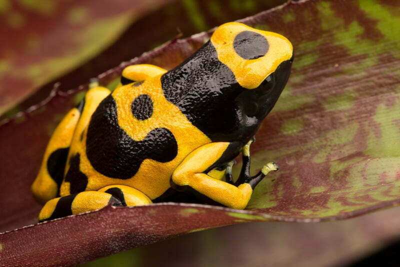 DENDROBATES LEUCOMELAS var. Guyana - immagine 2