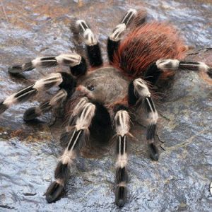 NHANDU CHROMATUS maschio con habitat arredato