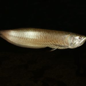 AROWANA Osteoglossum bicirrhosum