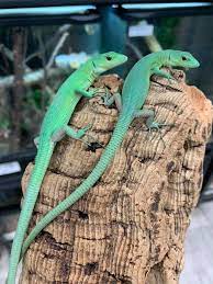 Gastropholis prasina