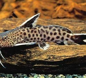 Synodontis petricola zaire
