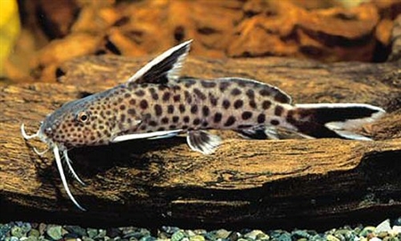 Synodontis petricola zaire