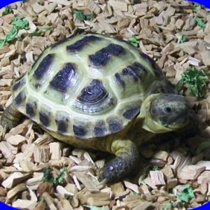 Agrionemys horsfieldii