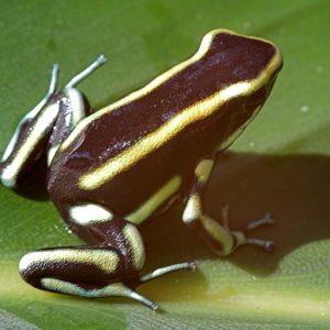 Dendrobates truncatus