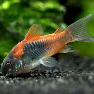 Corydoras Orange Venezuela (Copia)