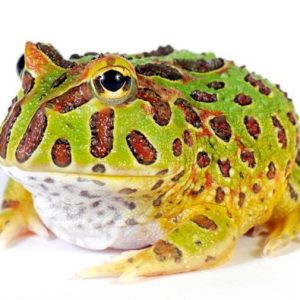 Ceratophrys cranwelli PacMan Frog