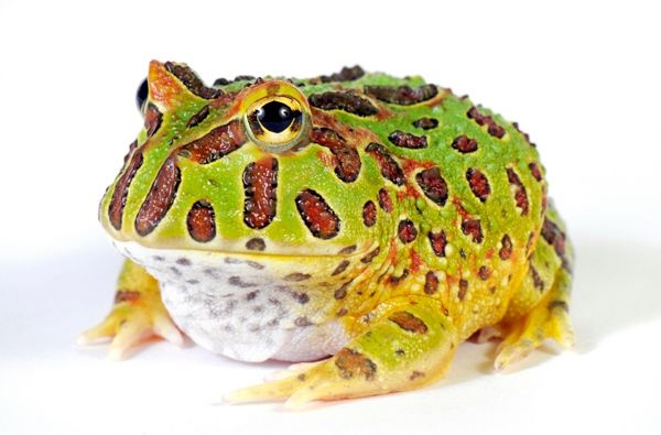 Ceratophrys cranwelli PacMan Frog