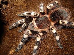 Acanthoscurria geniculata femmina 1.0 in Habitat - immagine 2