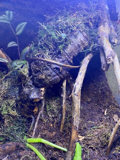 Acanthoscurria geniculata femmina 1.0 in Habitat - immagine 4