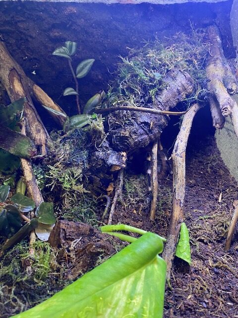 Acanthoscurria geniculata femmina 1.0 in Habitat - immagine 3