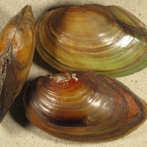 ANODONTA CYGNEA Cozze di acqua dolce