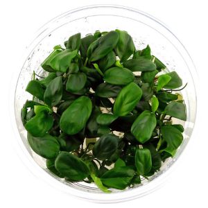 Anubias Nana “BONSAI” in vitro/caps