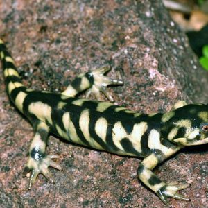 Ambystoma tigrinum var. Mavortium Salamandra Tigre