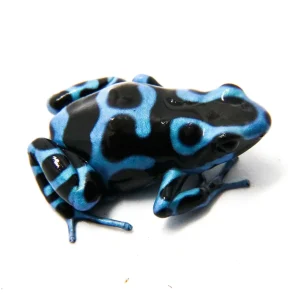 Dendrobates auratus var.Super Blue