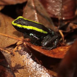 Phyllobates aurotaenia