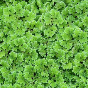 AZOLLA FILICULOIDES (CAROLINIANA) Pianta galleggiante