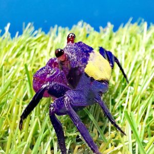 Geosesarma spp. Vampire Bicolor