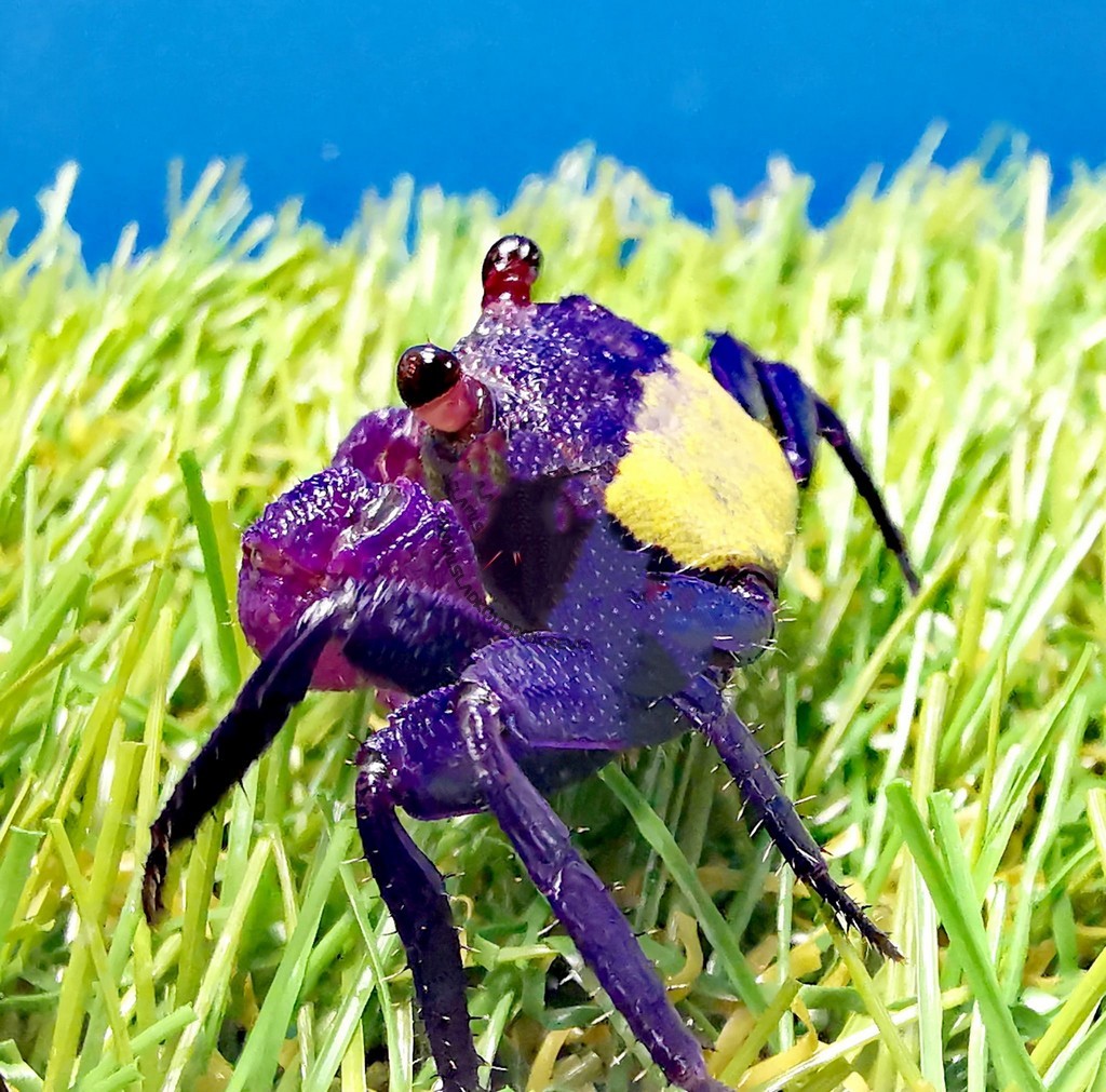 Geosesarma spp. Vampire Bicolor - immagine 2