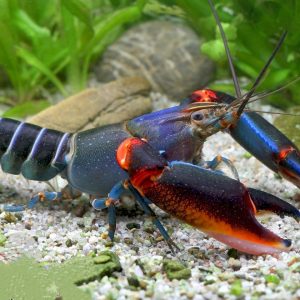 Cherax alyciae BlueBlack Kong crayfish