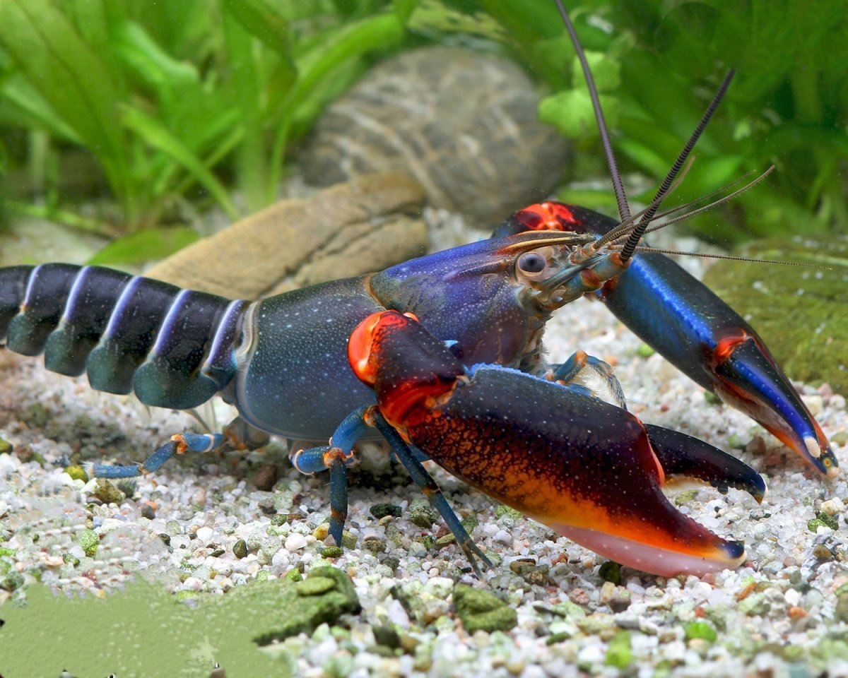 Cherax alyciae BlueBlack Kong crayfish
